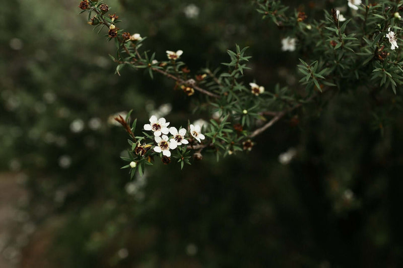 manuka honey mgo